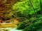 Mäng Peaceful Rainbow Forest Escape Internetis