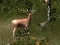 Mäng Sniper Hunting Deadly Animal Internetis