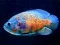 Mäng Tiger Fish Jigsaw Internetis