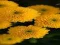Mäng Chrysanthemums Jigsaw Internetis