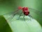 Mäng Dragon Fly Jigsaw Internetis