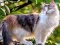 Mäng Rotate Puzzle - Cats and Dogs Internetis