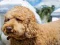 Mäng Labradoodle Jigsaw Internetis