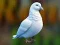 Mäng Realistic Pigeon Rescue Internetis