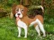 Mäng Flower Garden Dog Escape Internetis
