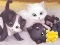 Mäng Jigsaw Puzzle: Playing Cats Internetis
