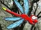 Mäng Escape From Dragonfly Forest Internetis