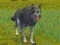 Mäng The Wolf: Wild Animal Simulator Internetis