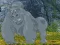 Mäng Help The Hungry Chimpanzee Internetis