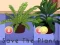 Mäng Save the Plants Internetis