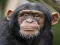 Mäng Chimpanzee Jigsaw Internetis