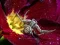 Mäng Crab Spider Jigsaw Internetis