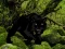 Mäng Escape from Black Panther Forest Internetis