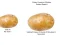 Mäng Potato Construct 2 Edition Internetis