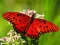 Mäng Nature Jigsaw Puzzle Butterfly Internetis