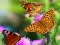 Mäng Butterfly Slide Internetis
