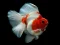 Mäng Gold Fish Jigsaw Puzzle Internetis