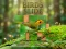 Mäng Birds Slide Internetis