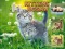 Mäng Kittens Jigsaw Internetis