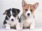 Mäng Cute Puppies Puzzle Internetis