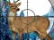 Mäng Sniper Stag Hunter Internetis