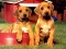 Mäng Puppy Pairs Puzzle Internetis