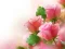 Mäng Pink Roses Internetis