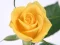 Mäng Yellow Roses Internetis