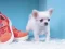Mäng Lovely Puppy Puzzle Internetis