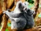 Mäng Cute Baby Koala Bear Internetis