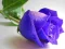 Mäng Blue Roses Internetis