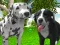 Mäng Dog Simulator 3d Internetis
