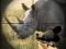 Mäng Wild Rhino Hunter Internetis