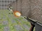 Mäng Bullet Fire Internetis