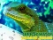 Mäng Chinese Water Dragon Jigsaw Internetis