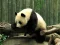Mäng Pandas Puzzle Internetis