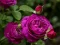 Mäng Purple Roses Internetis