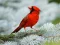 Mäng Birds Puzzle Internetis