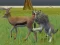 Mäng Wolf Life Simulator Internetis