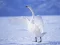 Mäng Graceful Swans Internetis