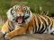 Mäng Animals Jigsaw Puzzle Tiger Internetis