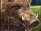 Mäng Boar Hunting Jigsaw Internetis