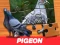 Mäng Pigeon Jigsaw Puzzle Internetis