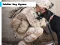 Mäng Soldier Dog Jigsaw Internetis
