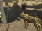 Mäng African Cheetah Hunting Simulator Internetis