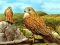 Mäng Birds of Prey Slide Internetis