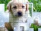 Mäng PicPu Dog Internetis