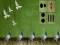 Mäng Pigeon Escape 2 Internetis