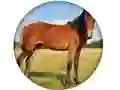 Mäng Animal Quiz Internetis