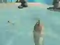 Mäng Shark Simulator Beach Killer Internetis